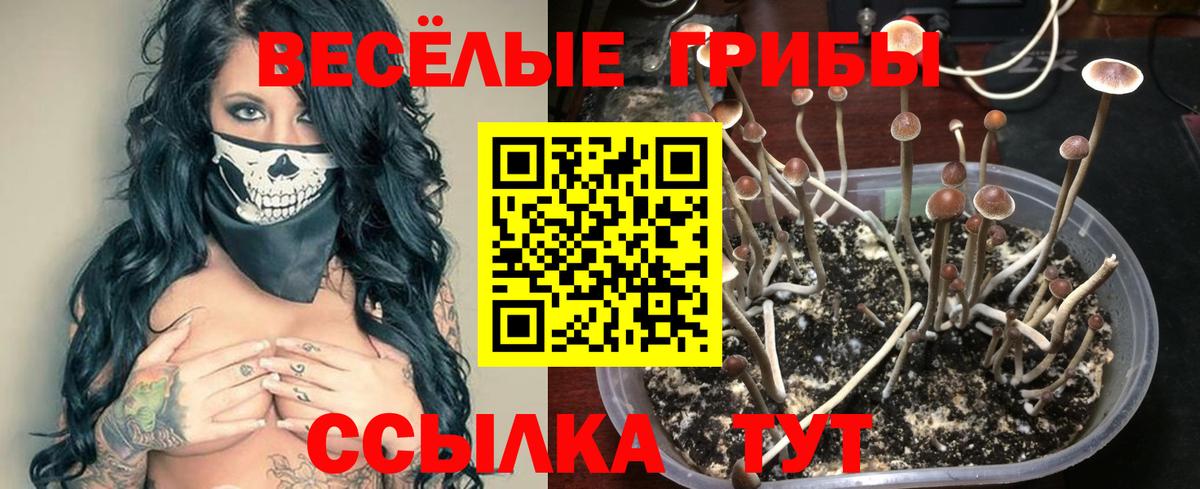 Галлюциногенные грибы Psilocybine cubensis Гудермес